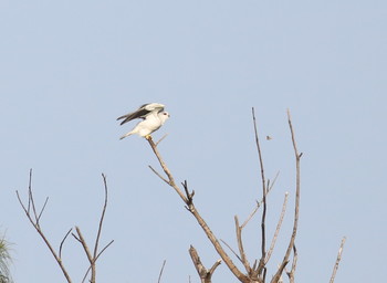 Black-winged Kite Ishigaki Island Sun, 5/19/2019