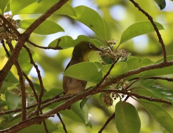 Mon, 6/3/2019 Birding report at 万博記念公園