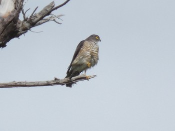 Japanese Sparrowhawk(iwasakii) Yoron Island Mon, 6/3/2019