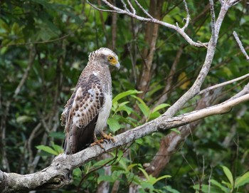 Crested Serpent Eagle Ishigaki Island Mon, 5/20/2019