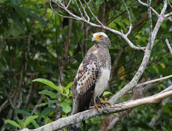 Crested Serpent Eagle Ishigaki Island Mon, 5/20/2019