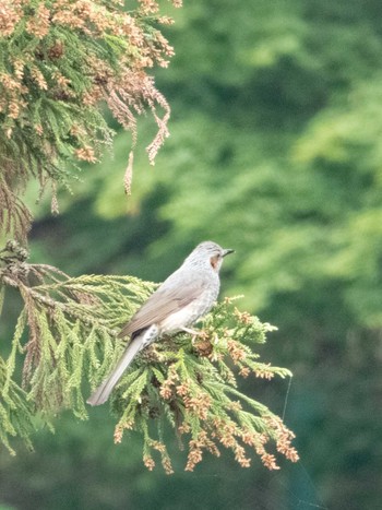 Brown-eared Bulbul 比叡山 Sun, 6/2/2019