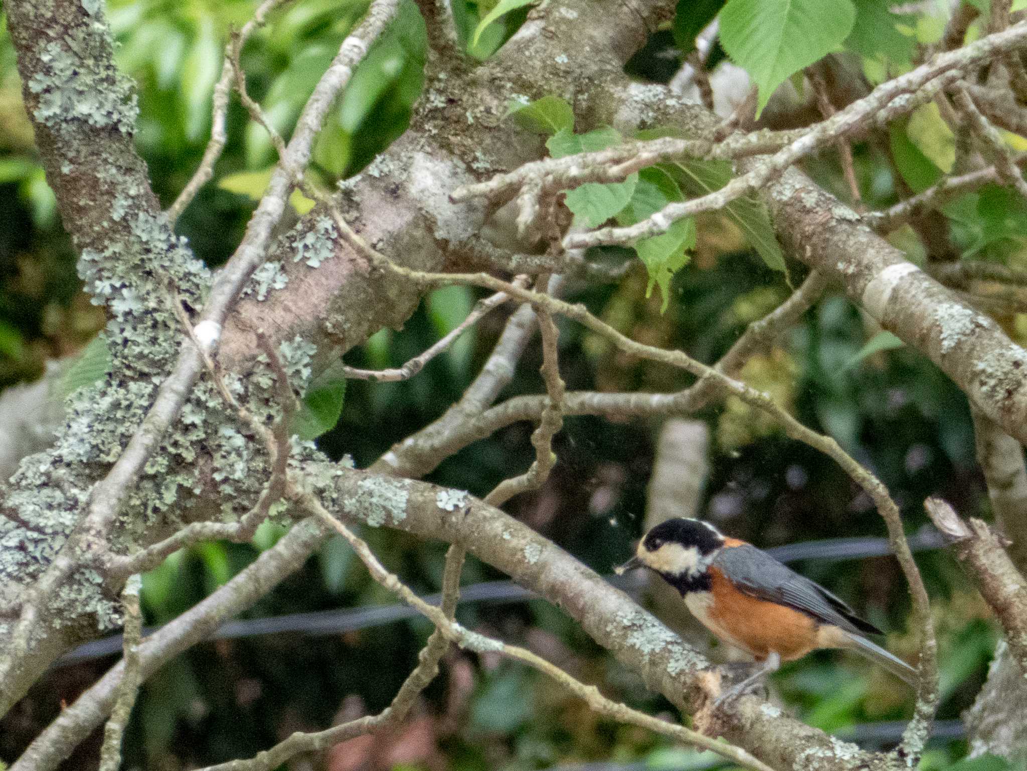 Photo of Varied Tit at 比叡山 by C君