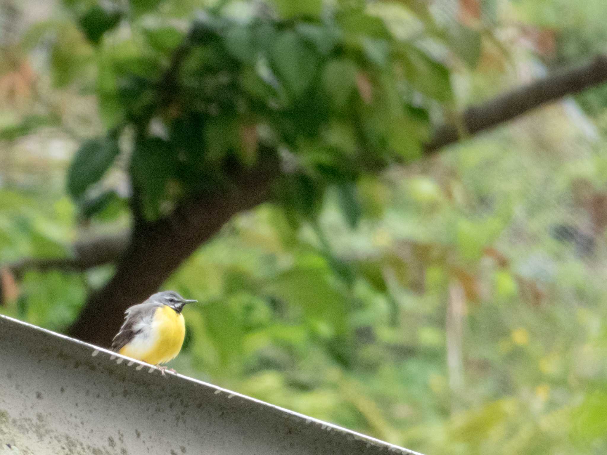 Photo of Grey Wagtail at 比叡山 by C君