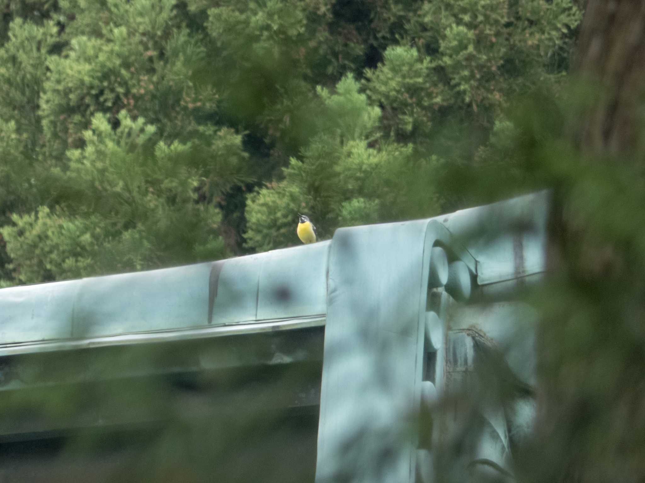 Photo of Grey Wagtail at 比叡山 by C君