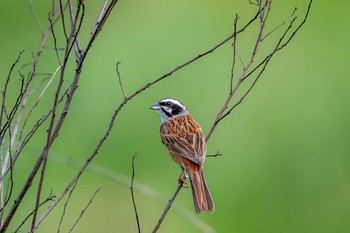 Meadow Bunting 山口県秋吉台 Sat, 6/1/2019