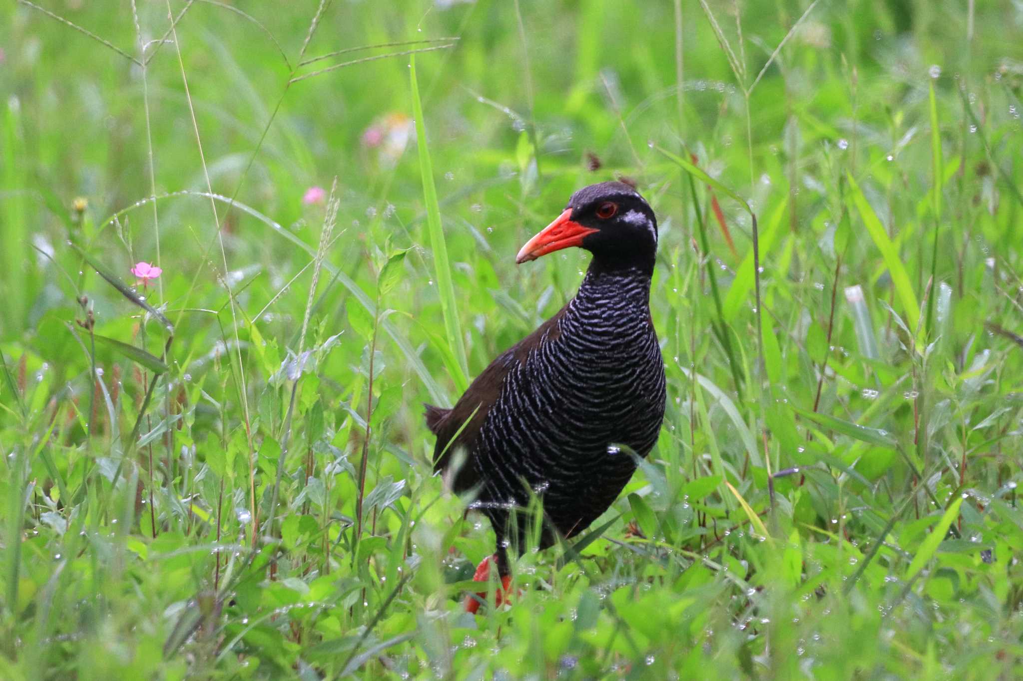 国頭村(沖縄県) ヤンバルクイナの写真 by とみやん