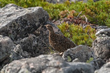 Rock Ptarmigan 大天井岳 Mon, 7/18/2011