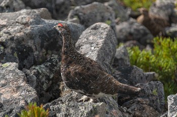 Rock Ptarmigan 大天井岳 Mon, 7/18/2011