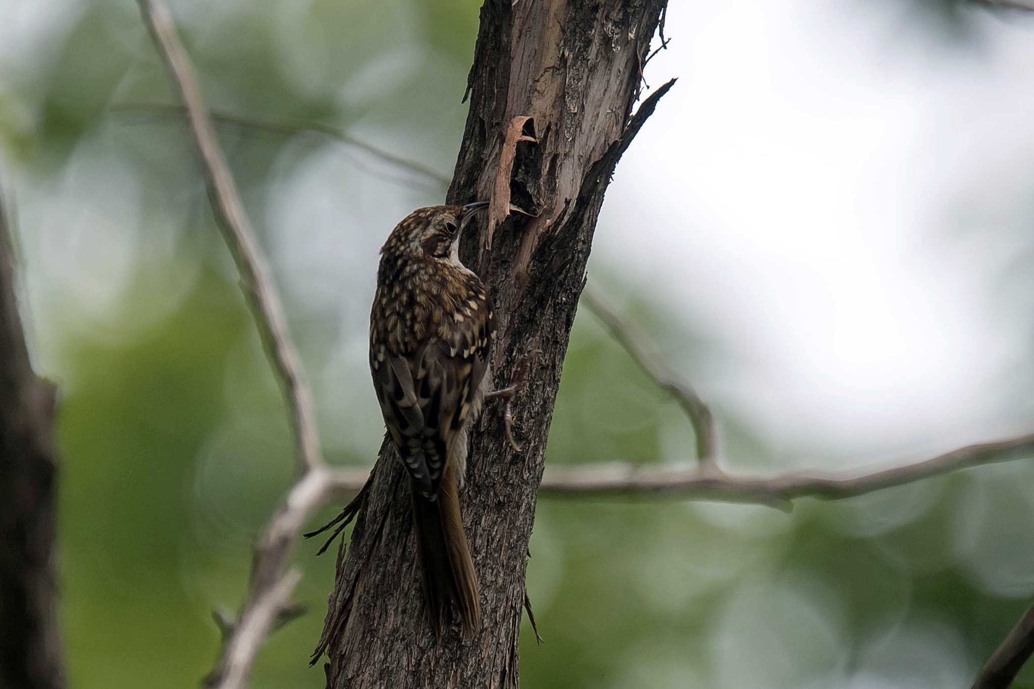 Photo of Eurasian Treecreeper at  by Tanago Gaia (ichimonji)