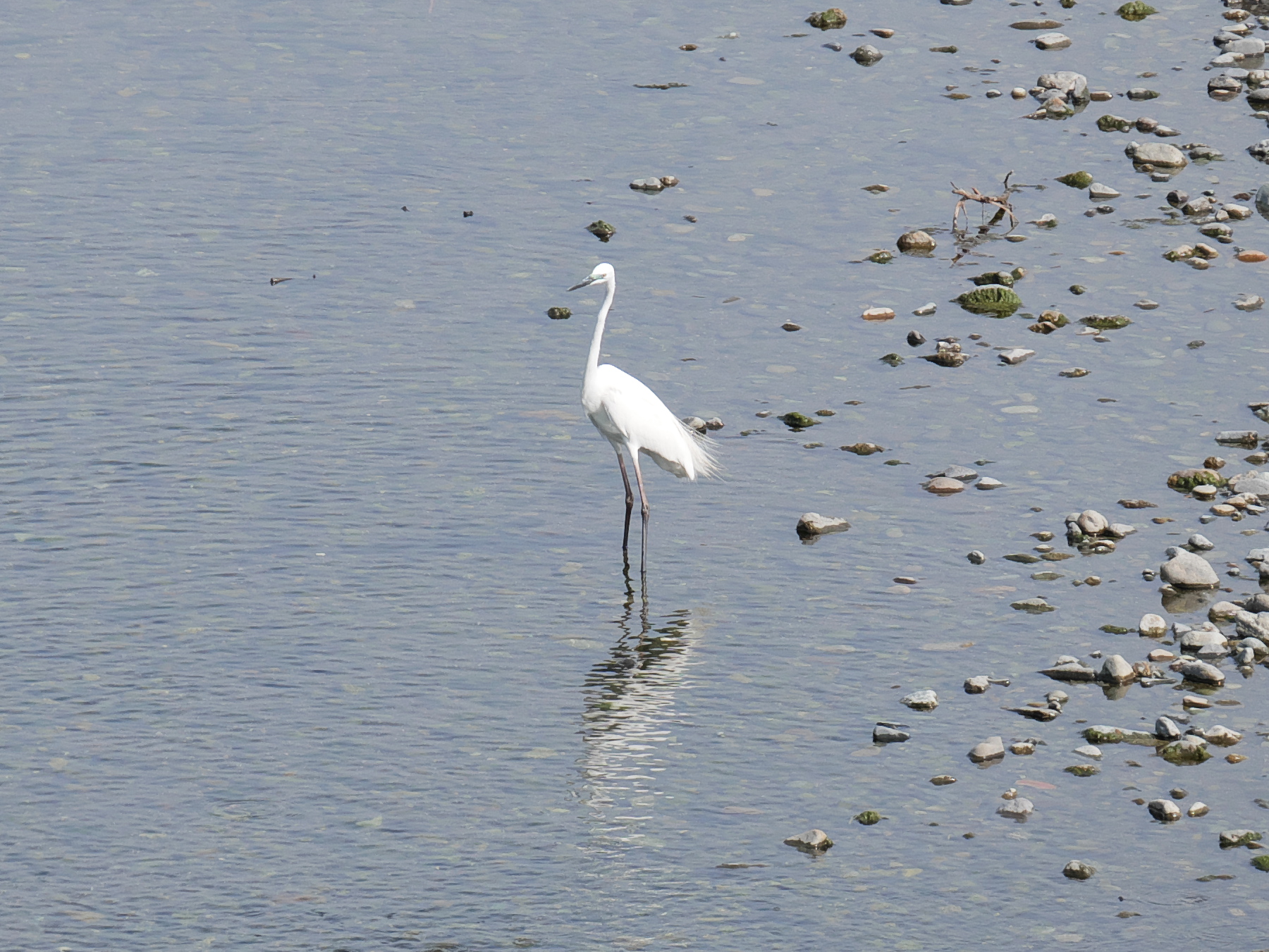 Photo of Great Egret at 相模川 by さすらう葦