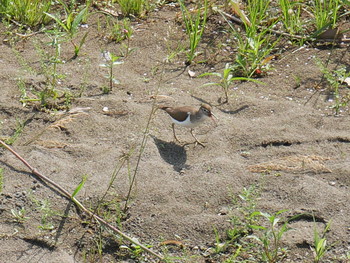 Common Sandpiper 相模川 Tue, 6/4/2019