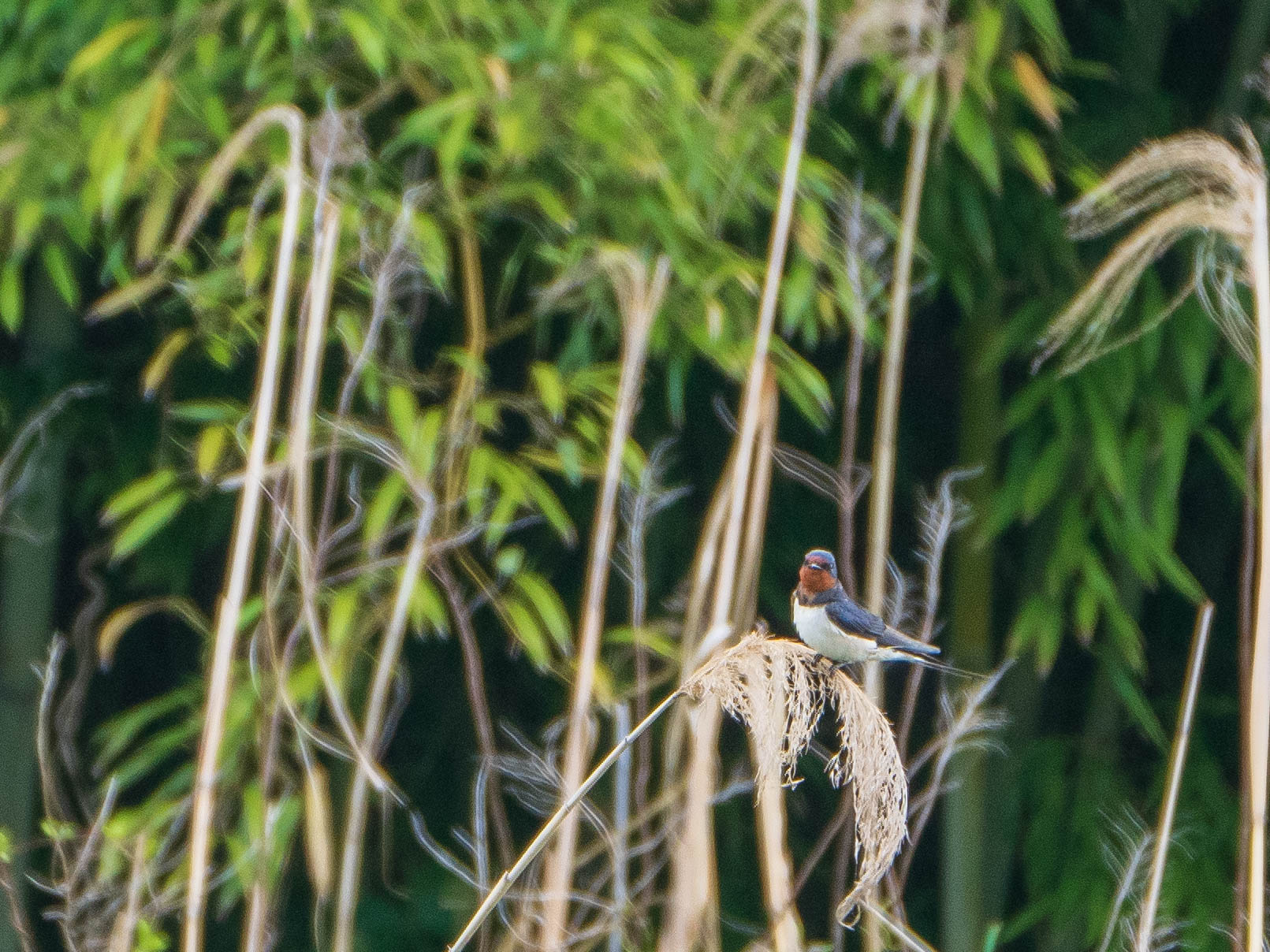 東京港野鳥公園 ツバメの写真 by ryokawameister