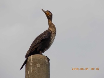 カワウ 埼玉県鴻巣市吹上　元荒川 2019年6月1日(土)