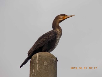 カワウ 埼玉県鴻巣市吹上　元荒川 2019年6月1日(土)