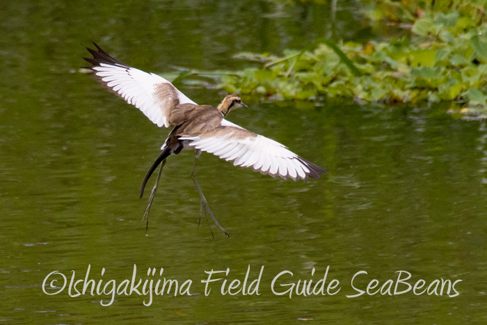 Pheasant-tailed Jacana