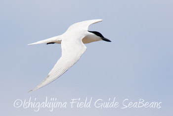 ハシブトアジサシ 石垣島 2019年6月3日(月)