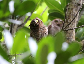 リュウキュウコノハズク 石垣島 2019年5月20日(月)