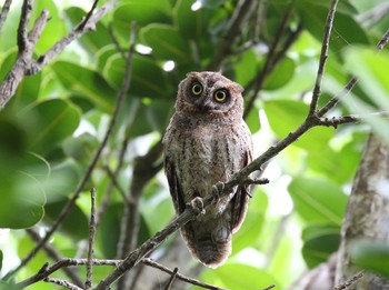 リュウキュウコノハズク 石垣島 2019年5月20日(月)