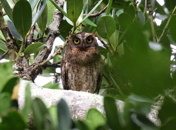 Ryukyu Scops Owl Ishigaki Island Mon, 5/20/2019