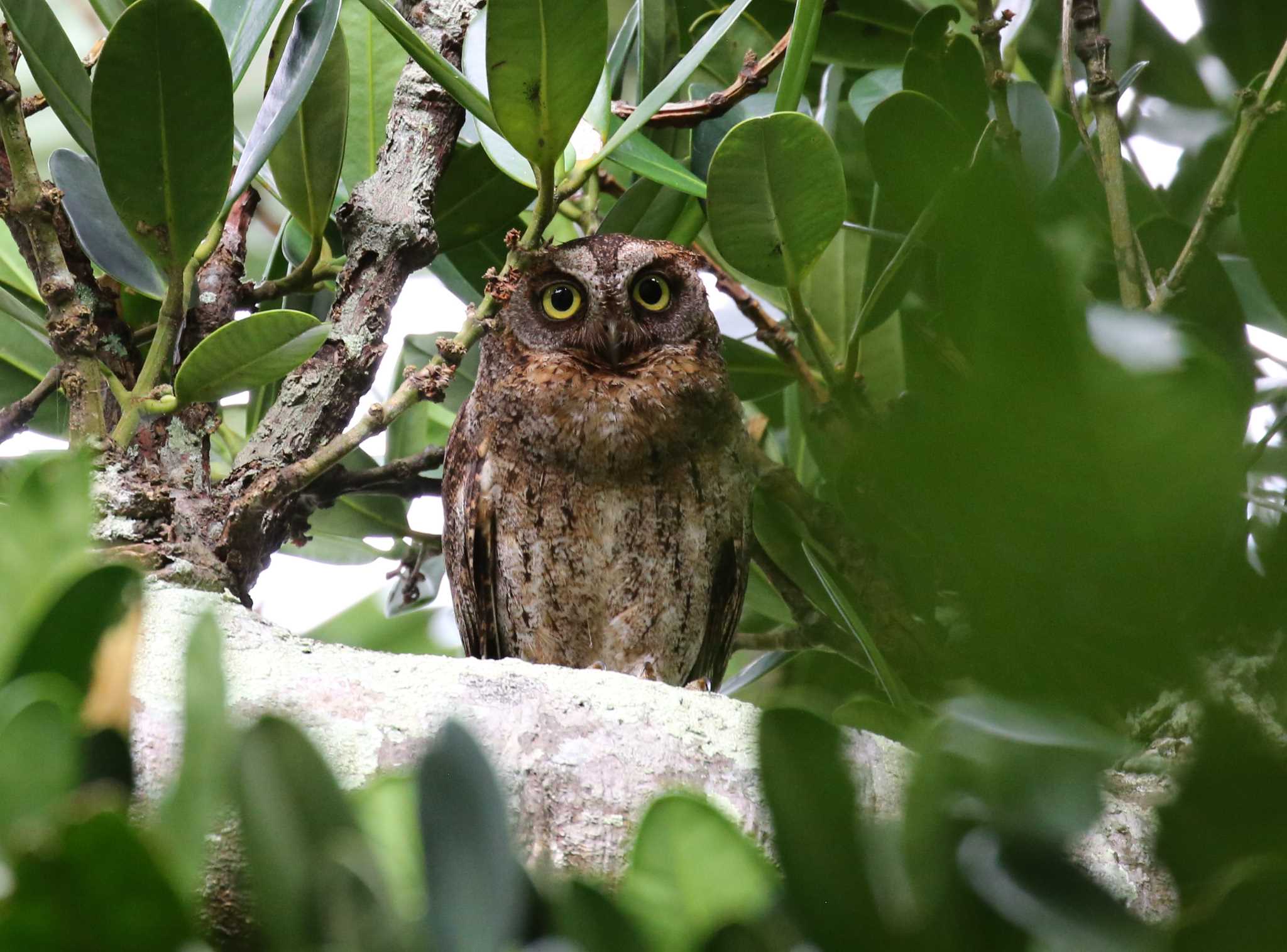 Photo of Ryukyu Scops Owl at Ishigaki Island by テツ