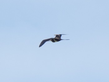 Lesser Frigatebird Yoron Island Wed, 6/5/2019