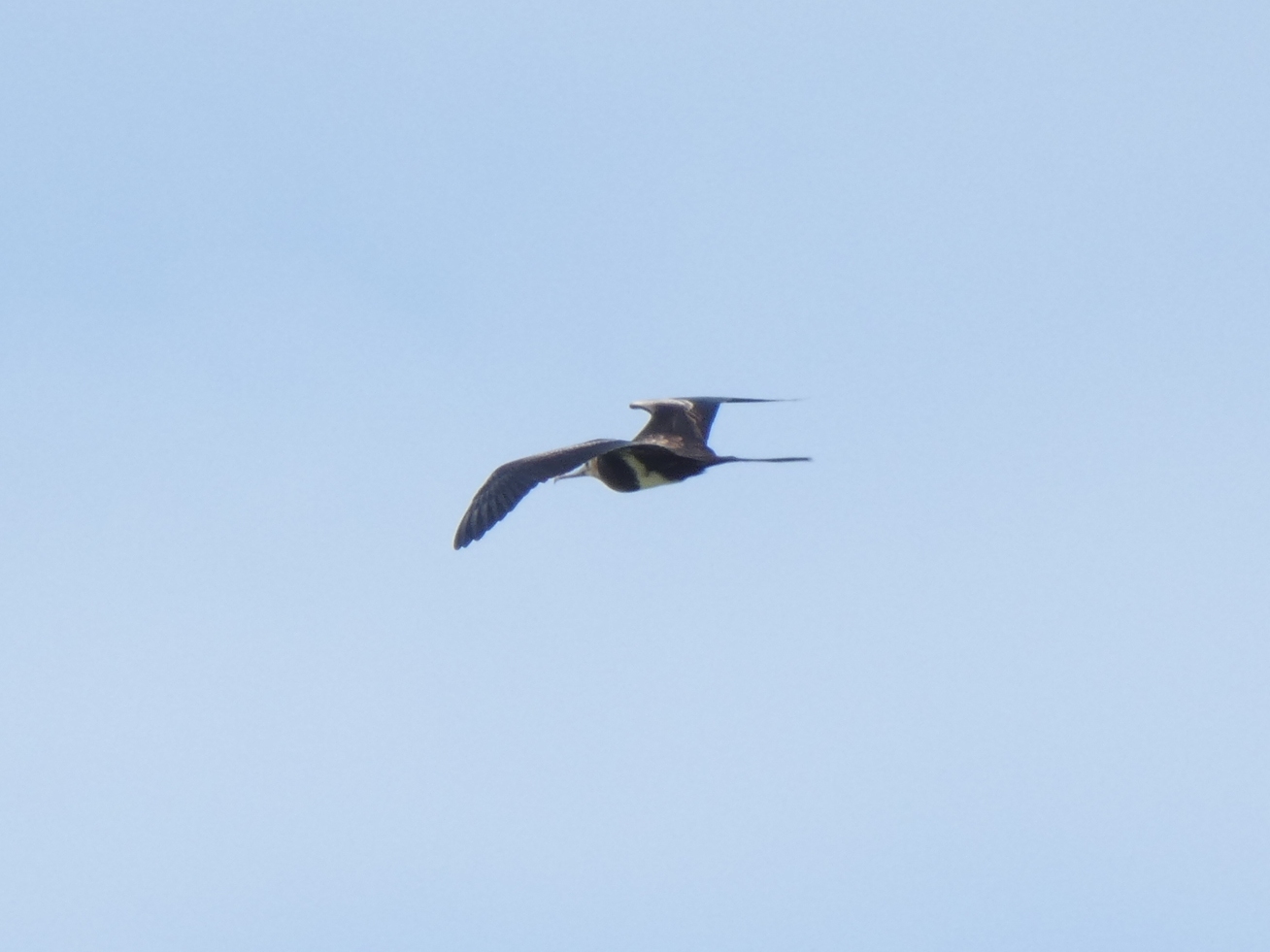 Photo of Lesser Frigatebird at Yoron Island by あおこん