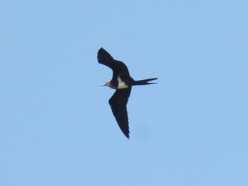 Lesser Frigatebird Yoron Island Wed, 6/5/2019