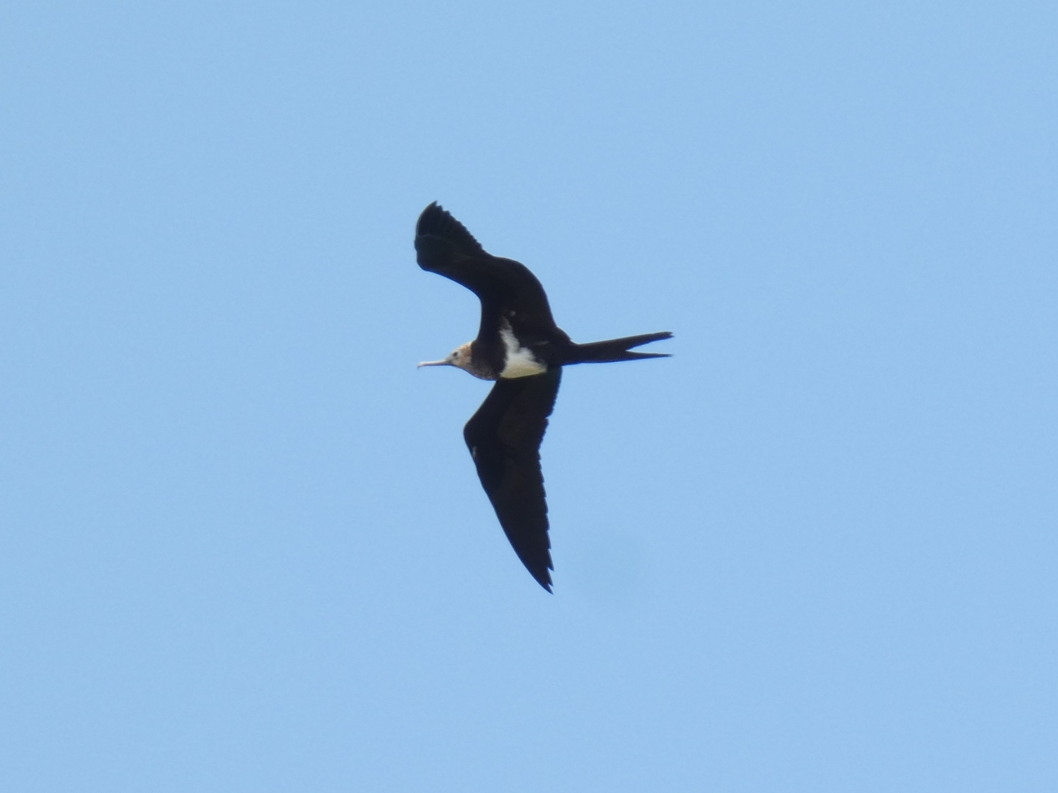 Photo of Lesser Frigatebird at Yoron Island by あおこん