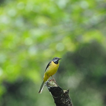 Grey Wagtail 揖斐郡 Wed, 6/5/2019