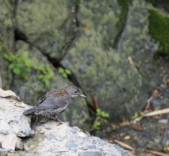 Brown Dipper 揖斐郡 Wed, 6/5/2019