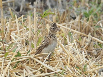 Water Pipit 揖斐郡 Wed, 6/5/2019