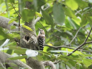 Japanese Pygmy Woodpecker 揖斐郡 Wed, 6/5/2019