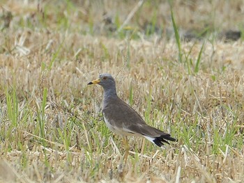 Grey-headed Lapwing 揖斐郡 Wed, 6/5/2019