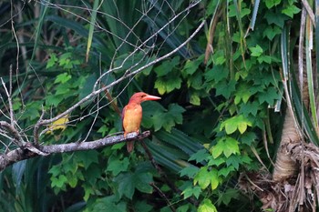 2019年6月3日(月) 国頭村(沖縄県)の野鳥観察記録