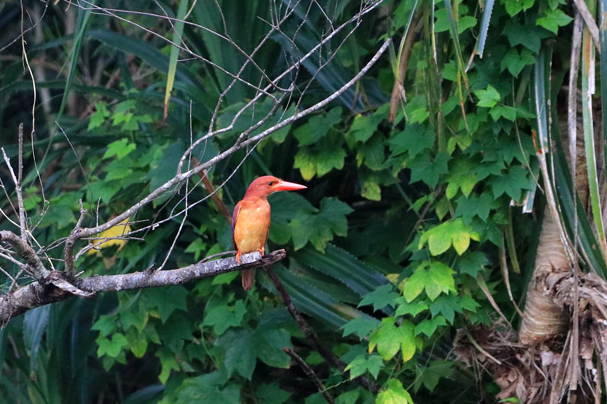 Photo of Ruddy Kingfisher at Kunigamison by とみやん