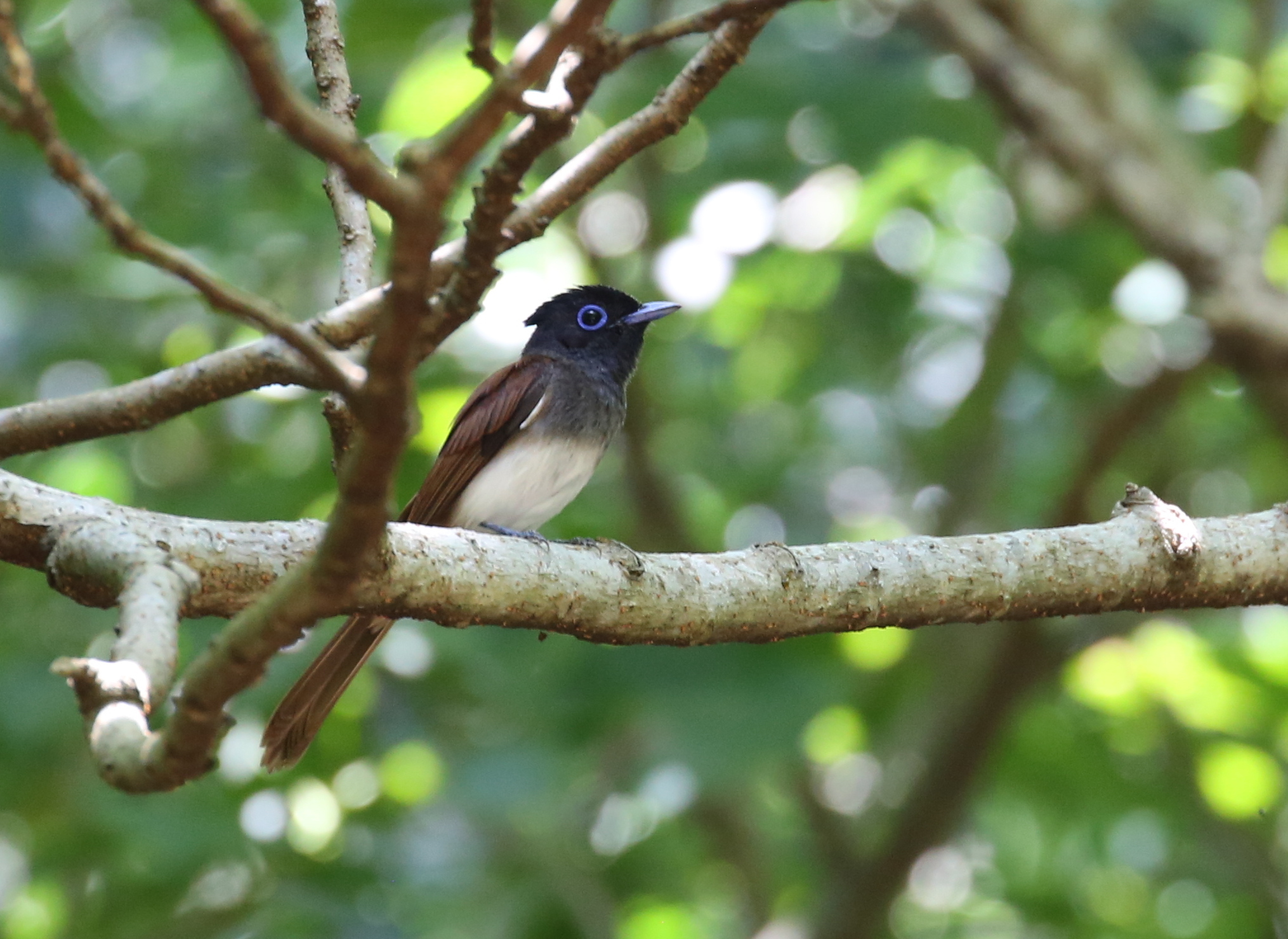 Photo of Black Paradise Flycatcher(illex) at Ishigaki Island by テツ