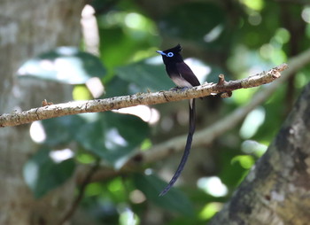 リュウキュウサンコウチョウ 石垣島 2019年5月21日(火)