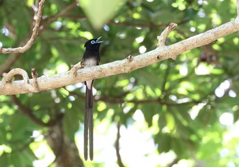 Black Paradise Flycatcher(illex) Ishigaki Island Tue, 5/21/2019