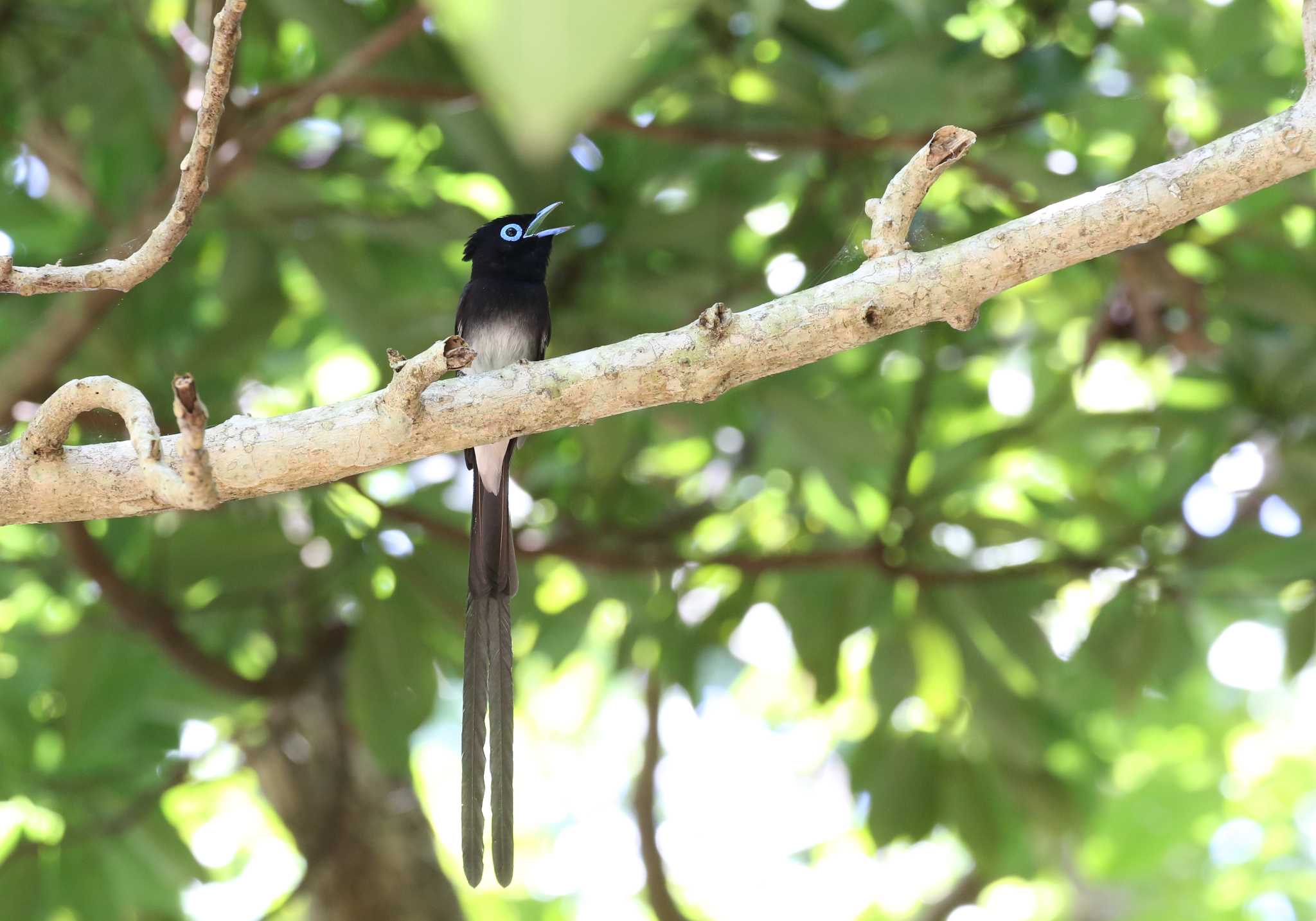 Photo of Black Paradise Flycatcher(illex) at Ishigaki Island by テツ