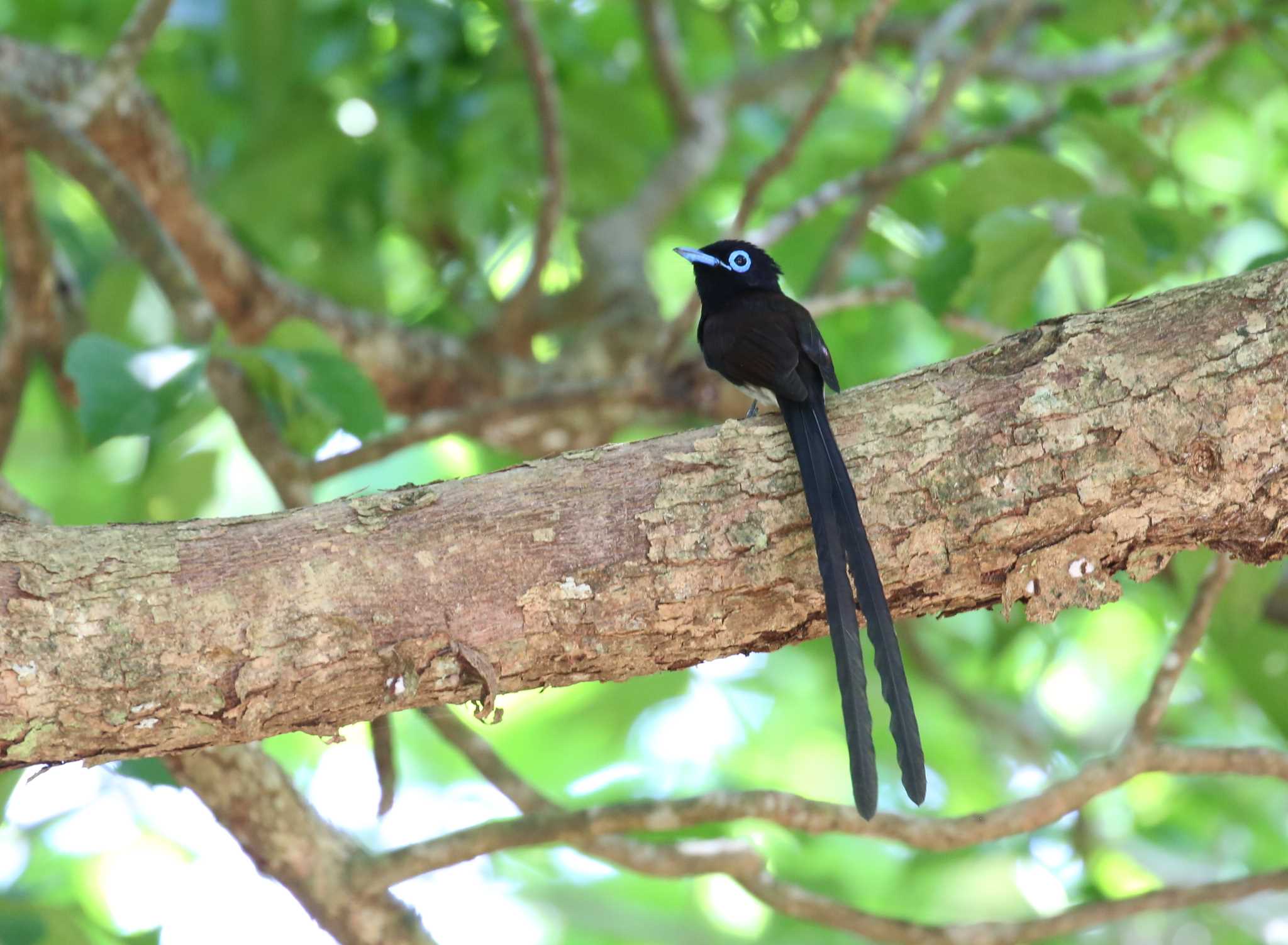 Photo of Black Paradise Flycatcher(illex) at Ishigaki Island by テツ