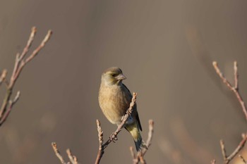 Grey-capped Greenfinch Daijugarami Higashiyoka Coast Mon, 1/14/2019