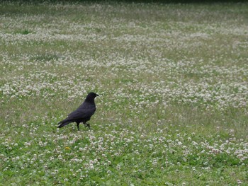 2019年6月5日(水) 軽井沢町タリアセンの野鳥観察記録