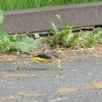 Grey Wagtail 軽井沢町タリアセン Wed, 6/5/2019