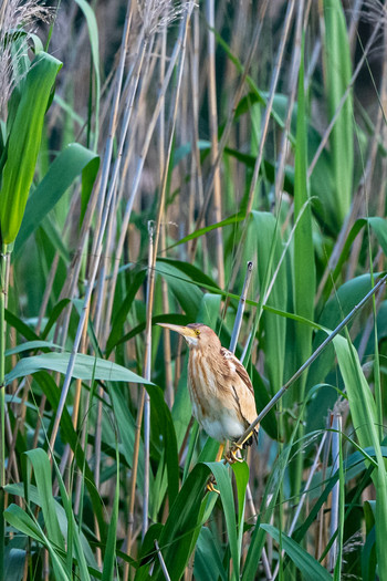 Yellow Bittern 福岡県 Wed, 6/5/2019