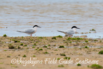 ベニアジサシ 石垣島 2019年6月5日(水)