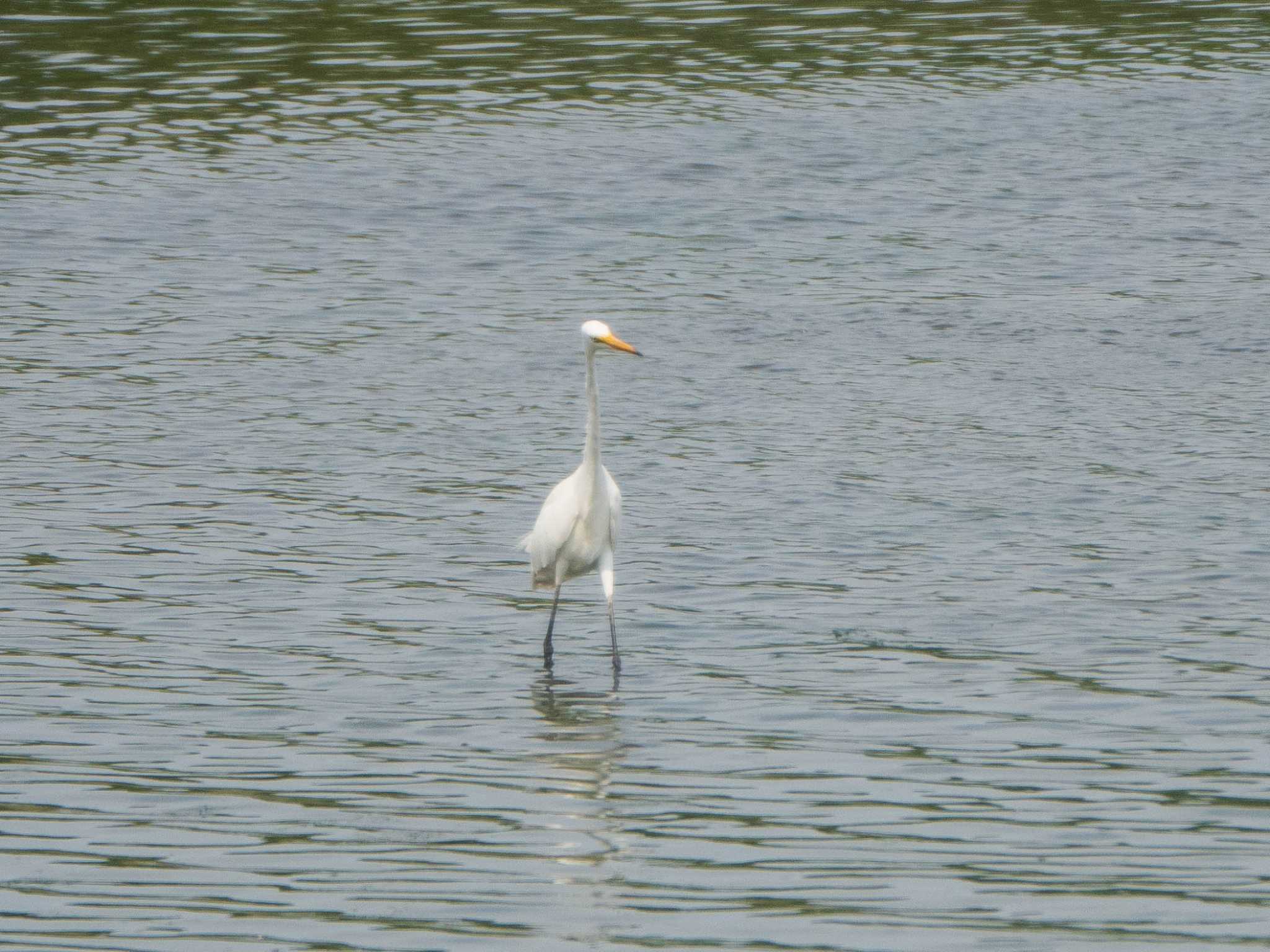 東京港野鳥公園 チュウサギの写真 by ryokawameister