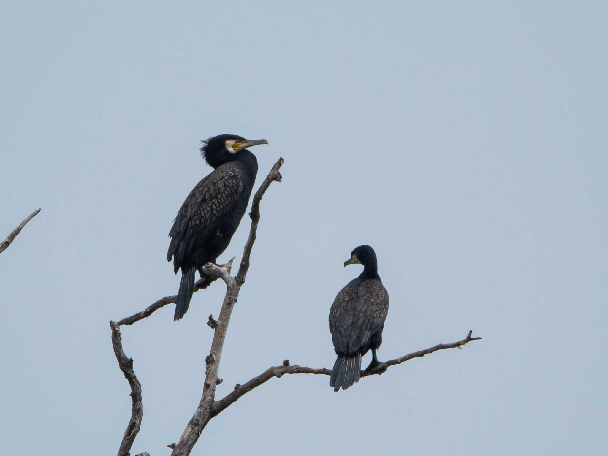 東京港野鳥公園 カワウの写真 by ryokawameister