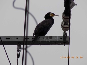 Great Cormorant 埼玉県鴻巣市吹上 Wed, 6/5/2019