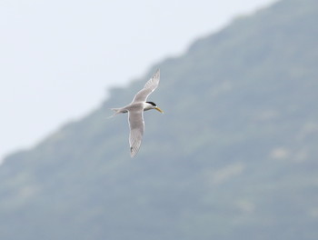 Greater Crested Tern Ishigaki Island Mon, 5/20/2019